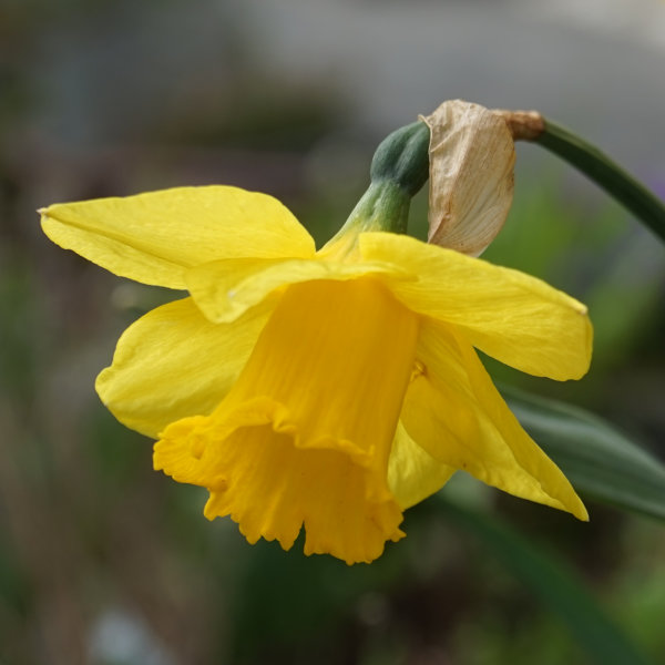 Daffodil Bulbs - Dutch Master